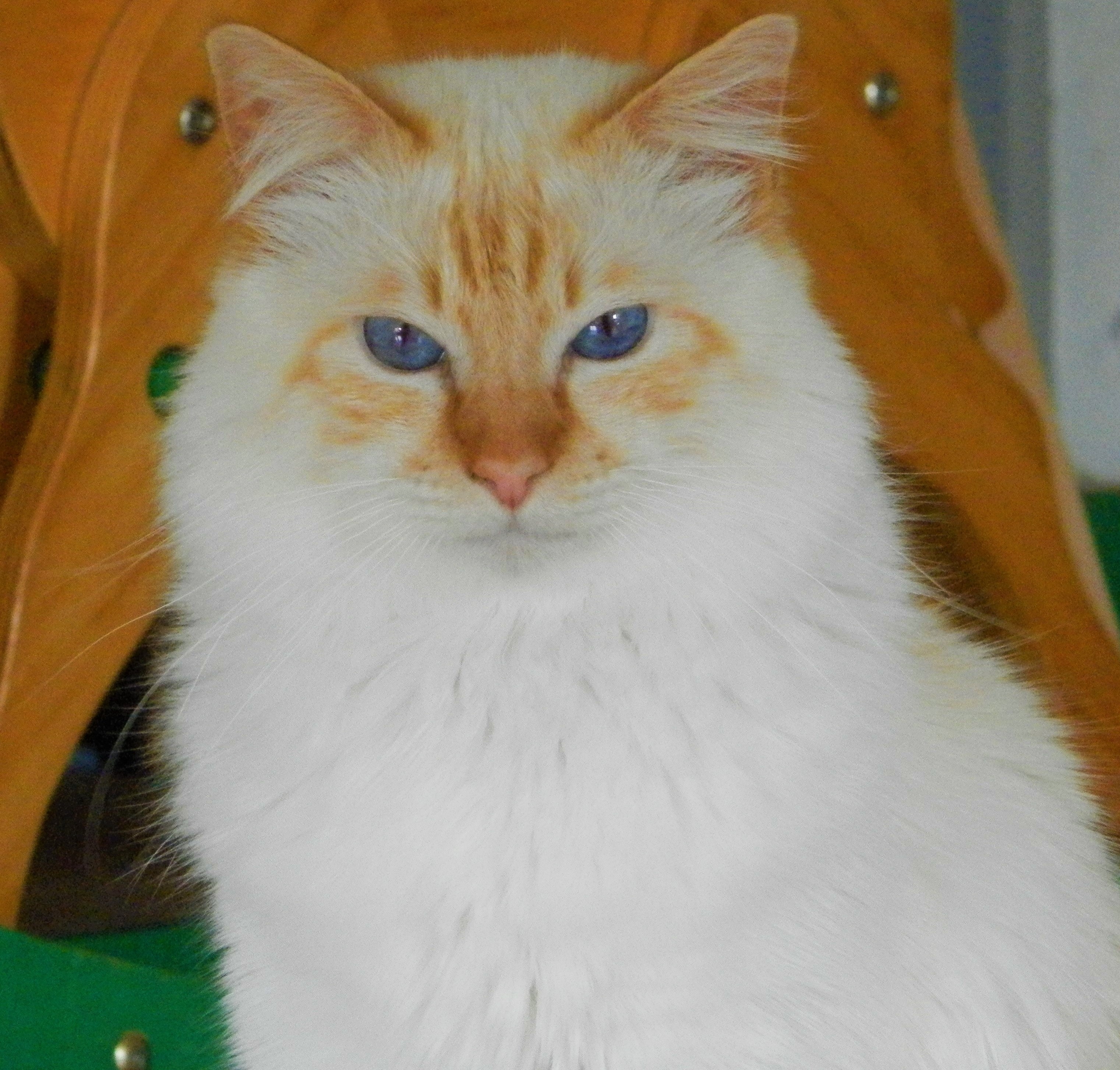 Opium Deux Chat Sacre De Birmanie Ille Et Vilaine 300 00