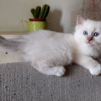 chaton Sacré de Birmanie Élevage des Sacrés Breizh