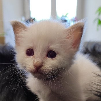 chaton Sacré de Birmanie chocolate point Élevage des Sacrés Breizh chaton Sacré de Birmanie chocolate point Élevage des Sacrés Breizh