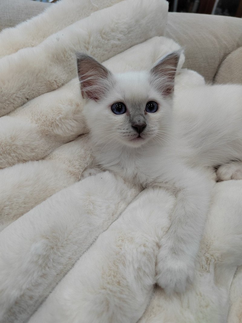 Arya des Sacrés Breizh Femelle Sacré de Birmanie Arya des Sacrés Breizh Femelle Sacré de Birmanie