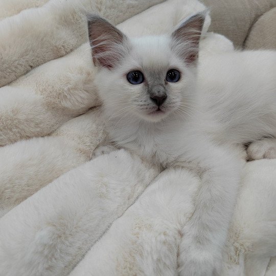 Arya des Sacrés Breizh Femelle Sacré de Birmanie