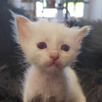 chaton Sacré de Birmanie Élevage des Sacrés Breizh chaton Sacré de Birmanie Élevage des Sacrés Breizh