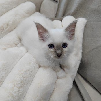 chaton Sacré de Birmanie Alfred Élevage des Sacrés Breizh chaton Sacré de Birmanie Alfred Élevage des Sacrés Breizh