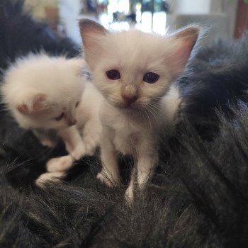 chaton Sacré de Birmanie chocolate point Élevage des Sacrés Breizh chaton Sacré de Birmanie chocolate point Élevage des Sacrés Breizh