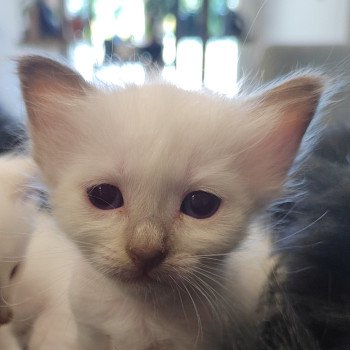 chaton Sacré de Birmanie chocolate point Élevage des Sacrés Breizh chaton Sacré de Birmanie chocolate point Élevage des Sacrés Breizh