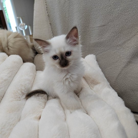 Azumi des Sacrés Breizh Femelle Sacré de Birmanie