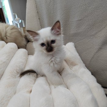 chaton Sacré de Birmanie chocolate point Azumi Élevage des Sacrés Breizh chaton Sacré de Birmanie chocolate point Azumi Élevage des Sacrés Breizh