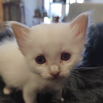 chaton Sacré de Birmanie Élevage des Sacrés Breizh chaton Sacré de Birmanie Élevage des Sacrés Breizh