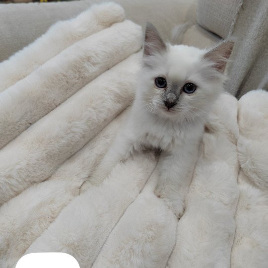 Abby des Sacrés Breizh Femelle Sacré de Birmanie