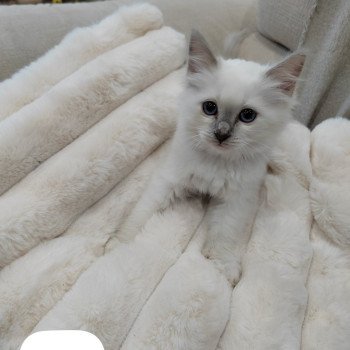 chaton Sacré de Birmanie lilac point Abby Élevage des Sacrés Breizh chaton Sacré de Birmanie lilac point Abby Élevage des Sacrés Breizh