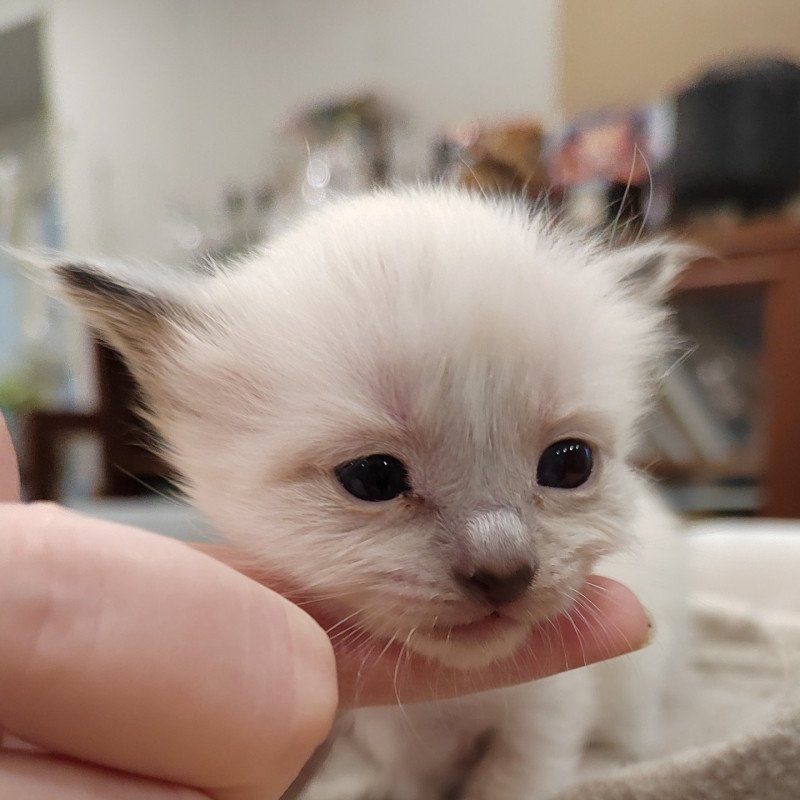 Aphrodite des Sacrés Breizh Femelle Sacré de Birmanie