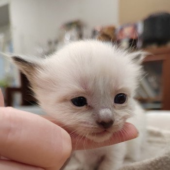 chaton Sacré de Birmanie Élevage des Sacrés Breizh