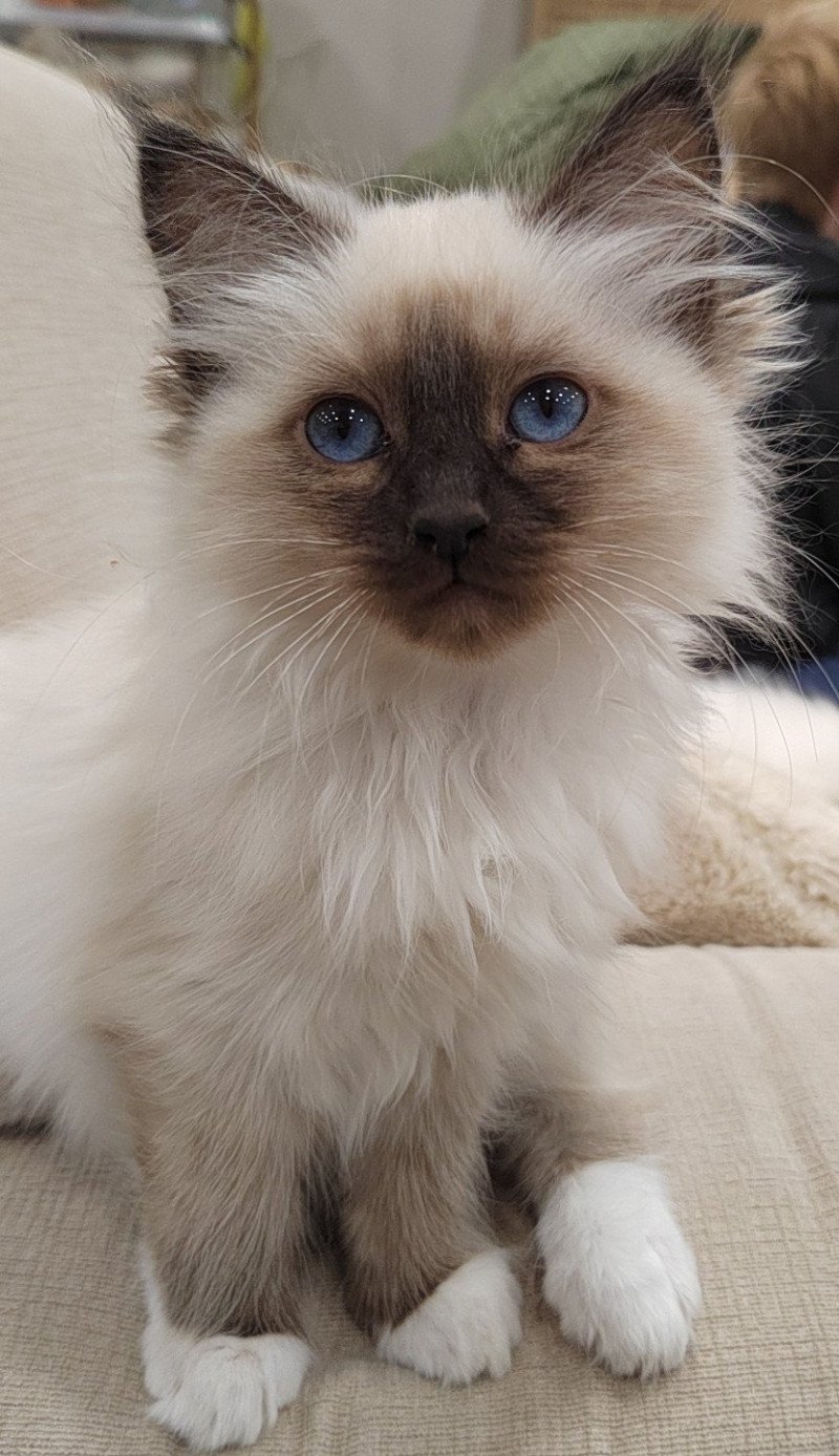 Angel des Sacrés Breizh Femelle Sacré de Birmanie