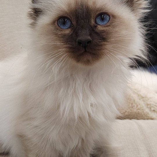 Angel des Sacrés Breizh Femelle Sacré de Birmanie