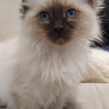 chaton Sacré de Birmanie seal point Aphrodite Élevage des Sacrés Breizh