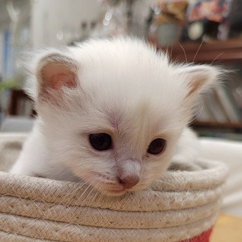 chaton Sacré de Birmanie Élevage des Sacrés Breizh