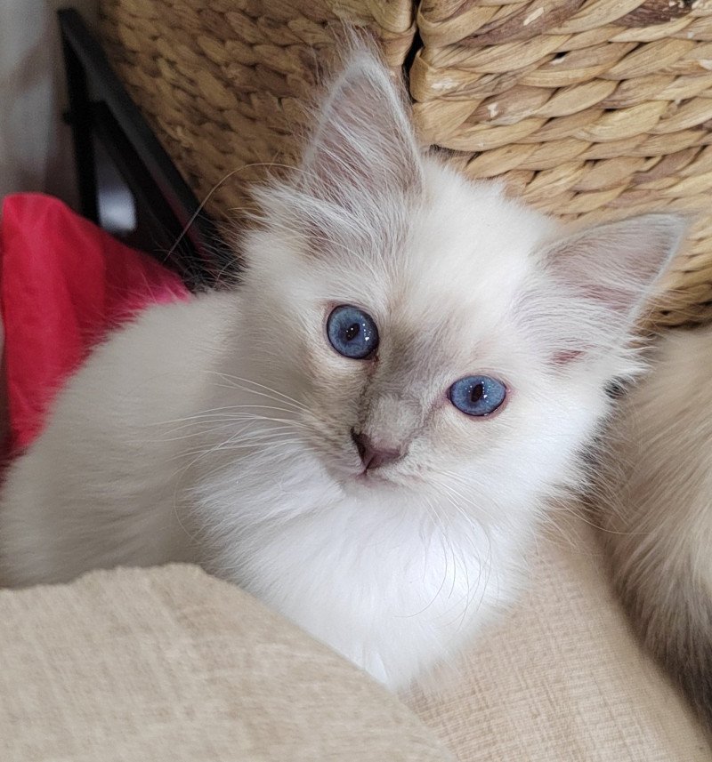 Apache des Sacrés Breizh Mâle Sacré de Birmanie