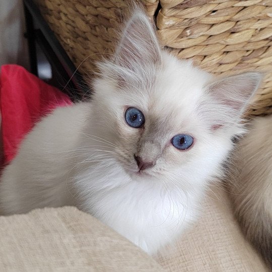 Apache des Sacrés Breizh Mâle Sacré de Birmanie