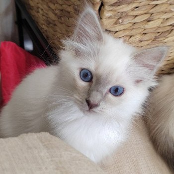 chaton Sacré de Birmanie lilac point Apache Élevage des Sacrés Breizh