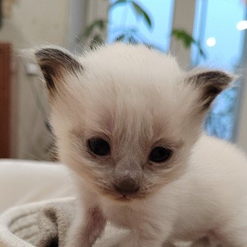 chaton Sacré de Birmanie Élevage des Sacrés Breizh