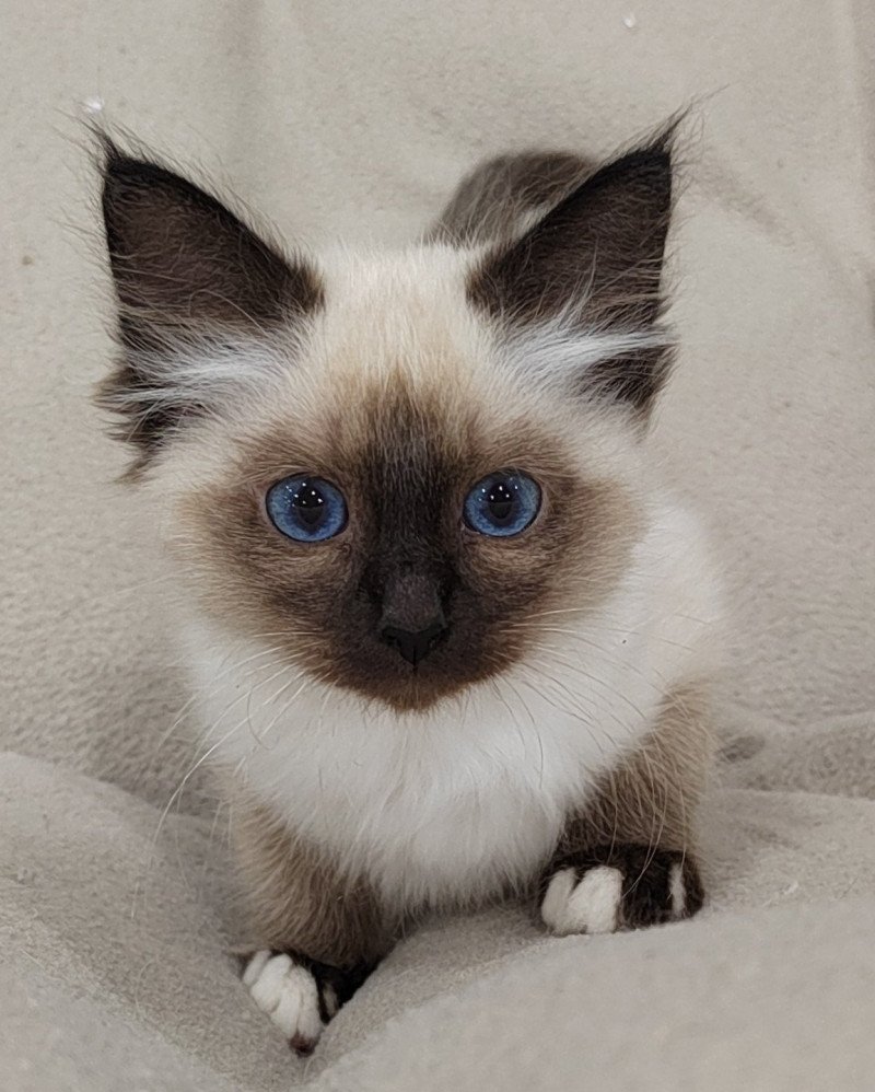 Azumy des Sacrés Breizh Femelle Sacré de Birmanie