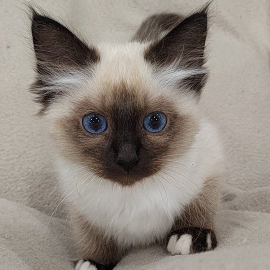 Azumy des Sacrés Breizh Femelle Sacré de Birmanie