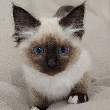 chaton Sacré de Birmanie seal point Azumy Élevage des Sacrés Breizh