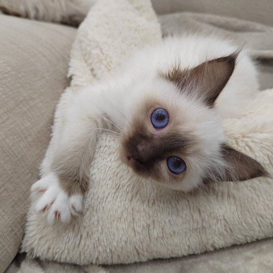 Athéna des Sacrés Breizh Femelle Sacré de Birmanie