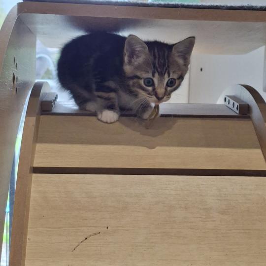 Bagheera des Sacrés Breizh Femelle Norvégien