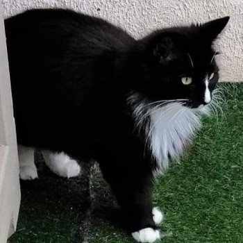 chat Norvégien black bicolor Olympiaz Élevage des Sacrés Breizh