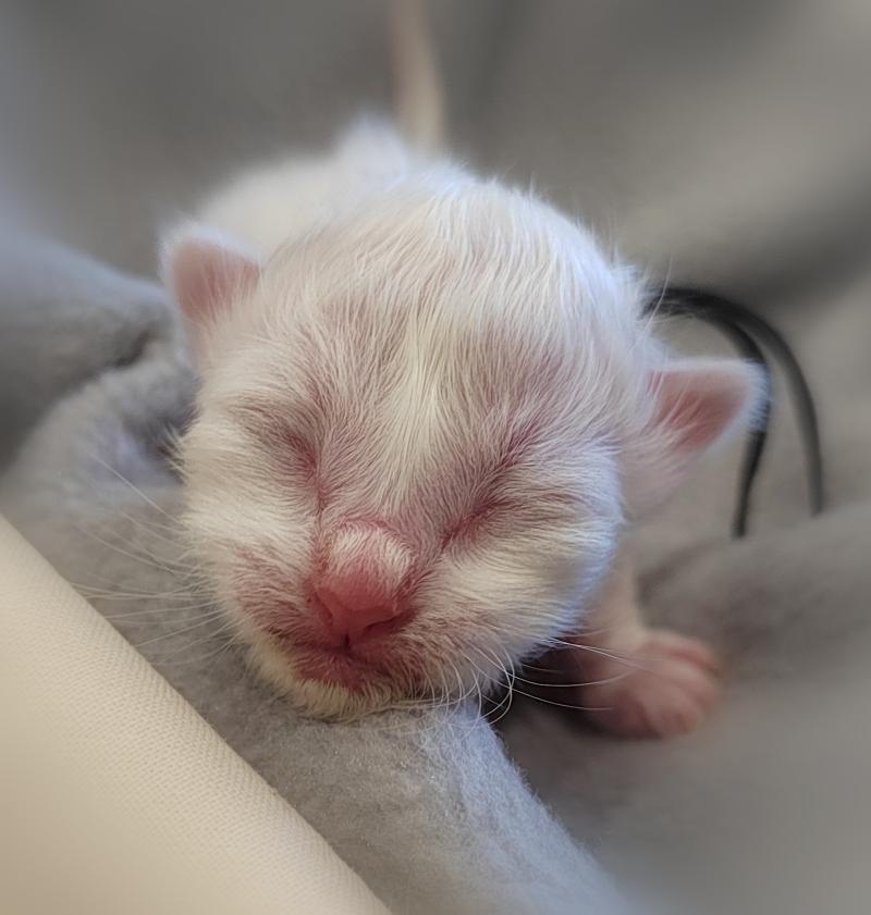 Barnabé (noir) des Sacrés Breizh Mâle Sacré de Birmanie