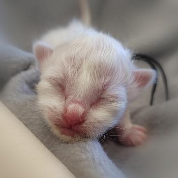 chaton Sacré de Birmanie Barnabé (noir) Élevage des Sacrés Breizh