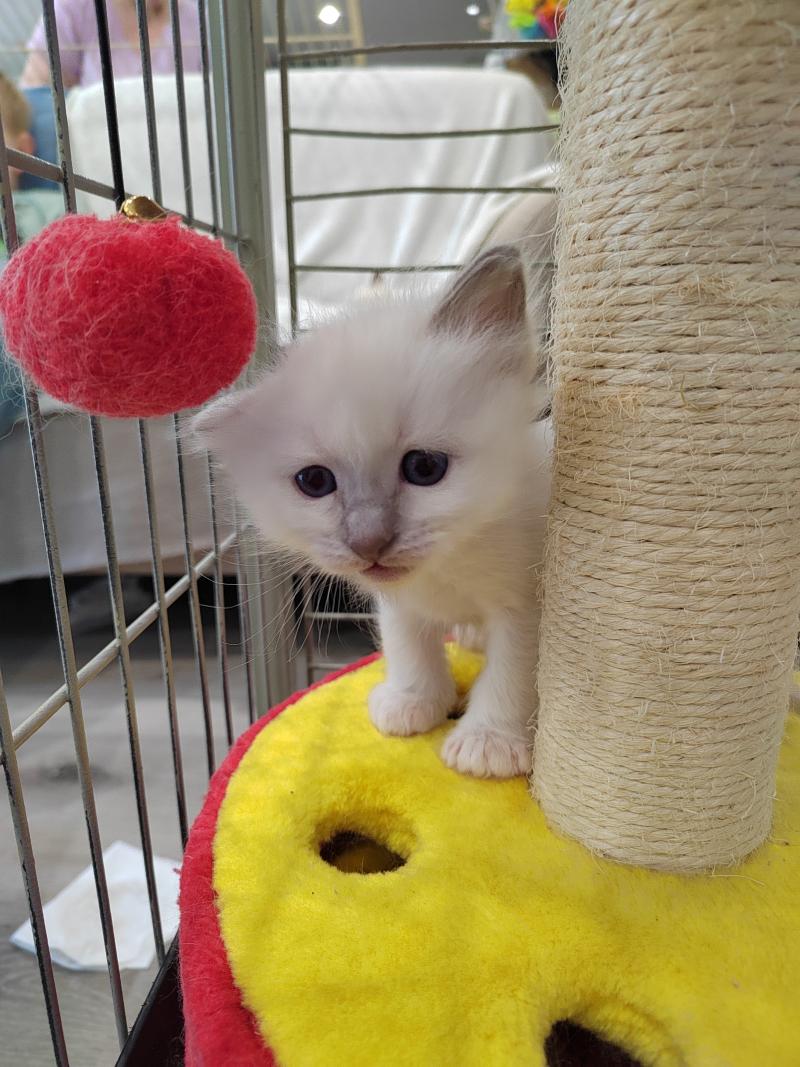 Barnabé (noir) des Sacrés Breizh Mâle Sacré de Birmanie