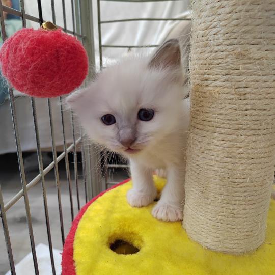 Barnabé (noir) des Sacrés Breizh Mâle Sacré de Birmanie