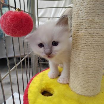 chaton Sacré de Birmanie Barnabé (noir) Élevage des Sacrés Breizh