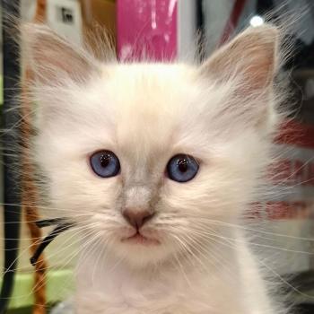 chaton Sacré de Birmanie lilac point Barnabé (noir) Élevage des Sacrés Breizh