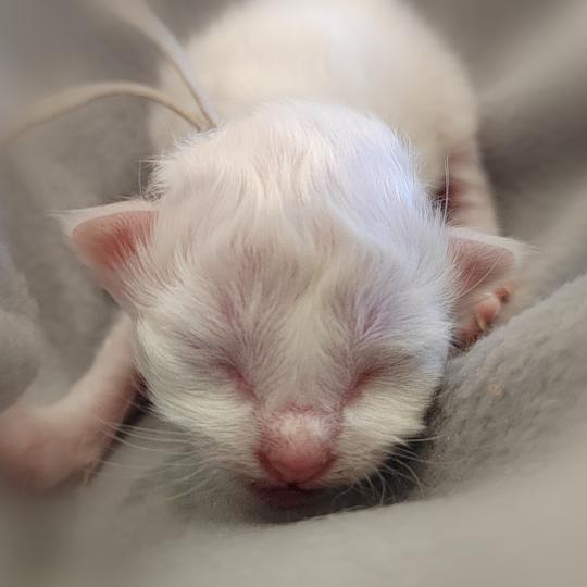 Bianca (gris) des Sacrés Breizh Femelle Sacré de Birmanie