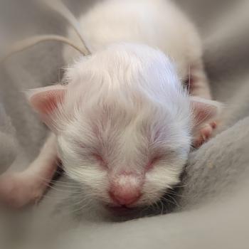 chaton Sacré de Birmanie Bartholomé (gris) Élevage des Sacrés Breizh