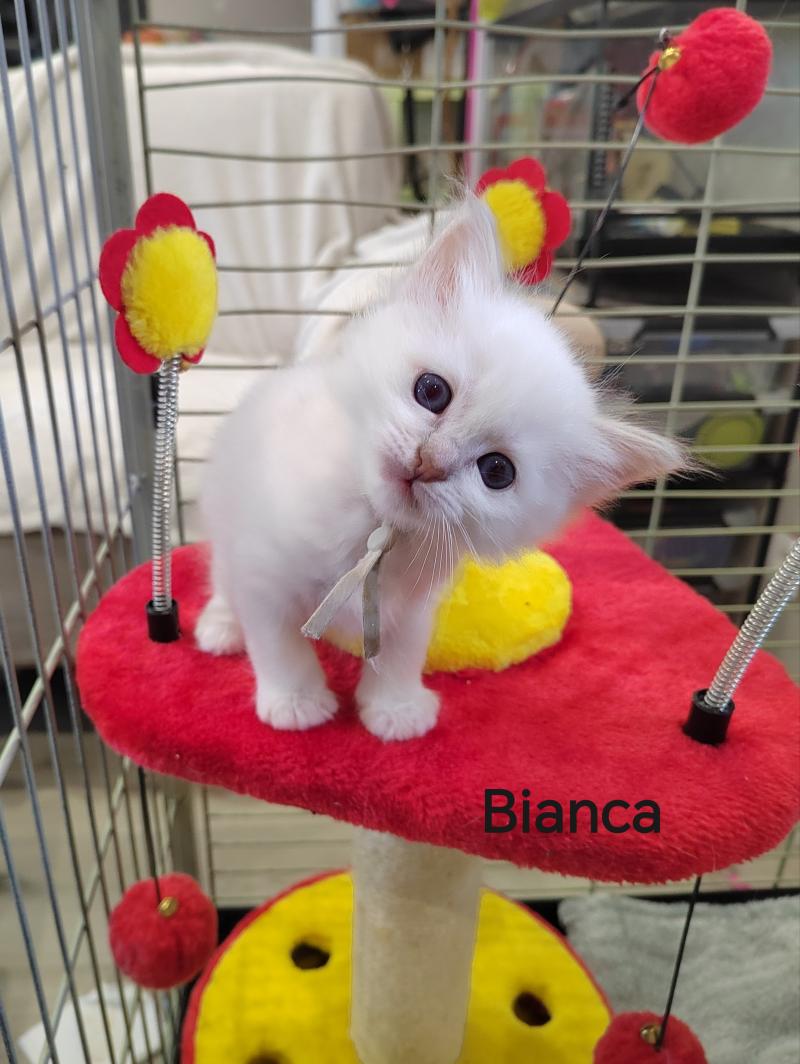 Bianca (gris) des Sacrés Breizh Femelle Sacré de Birmanie