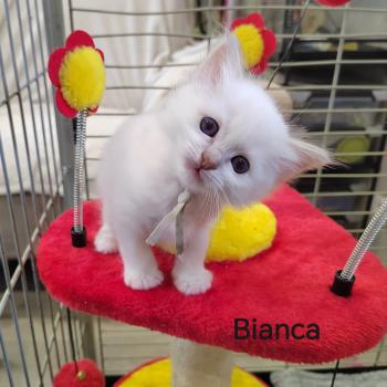 chaton Sacré de Birmanie Bianca (gris) Élevage des Sacrés Breizh