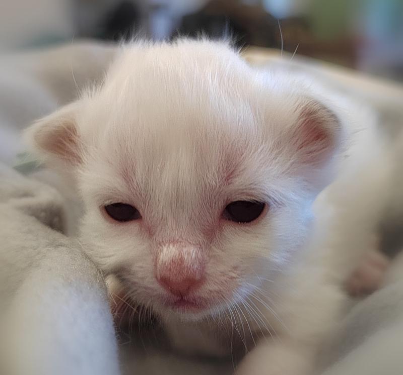 Basile des Sacrés Breizh Mâle Sacré de Birmanie