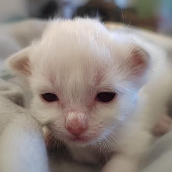 chaton Sacré de Birmanie Basile Élevage des Sacrés Breizh