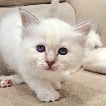 chaton Sacré de Birmanie lilac tabby point Berlioz Élevage des Sacrés Breizh