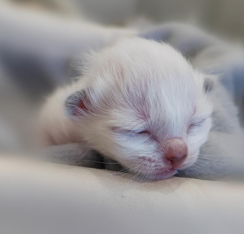 Beckie (rouge) des Sacrés Breizh Femelle Sacré de Birmanie