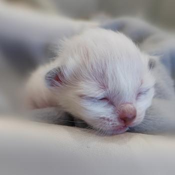 chaton Sacré de Birmanie Beckie (rouge) Élevage des Sacrés Breizh
