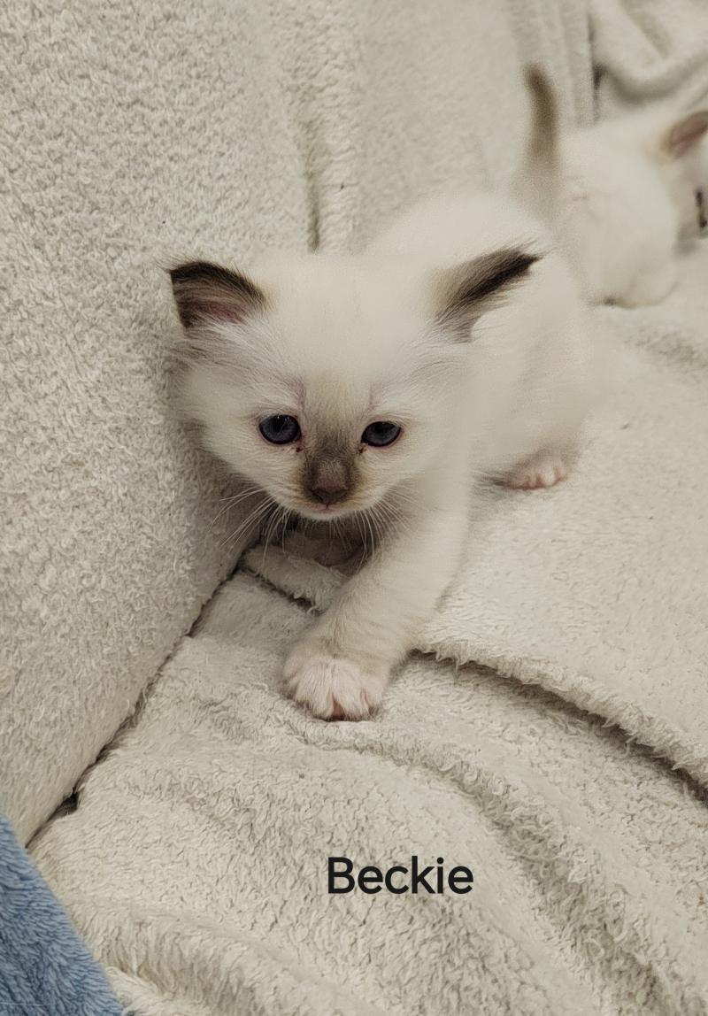 Billie (rouge) des Sacrés Breizh Femelle Sacré de Birmanie