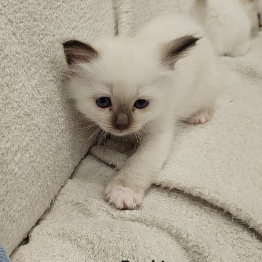 Billie (rouge) des Sacrés Breizh Femelle Sacré de Birmanie