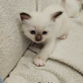 chaton Sacré de Birmanie chocolate point Billie (rouge) Élevage des Sacrés Breizh