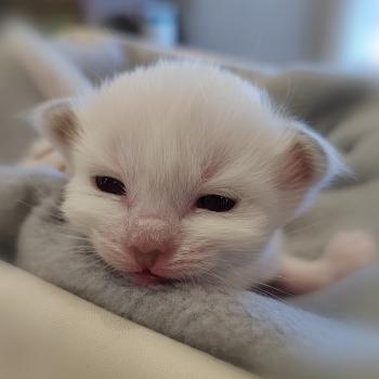 chaton Sacré de Birmanie Betty Élevage des Sacrés Breizh