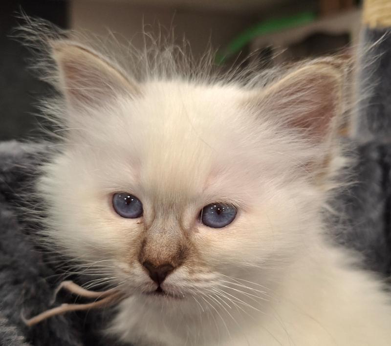 Betty Boop des Sacrés Breizh Femelle Sacré de Birmanie